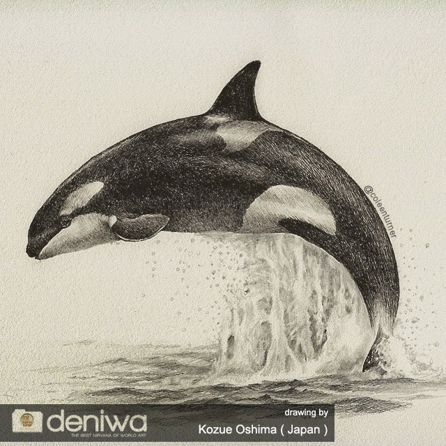 Orca Whale Drawing at GetDrawings Free download