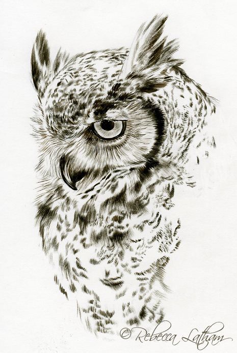 Owl Drawing At Getdrawings Free Download