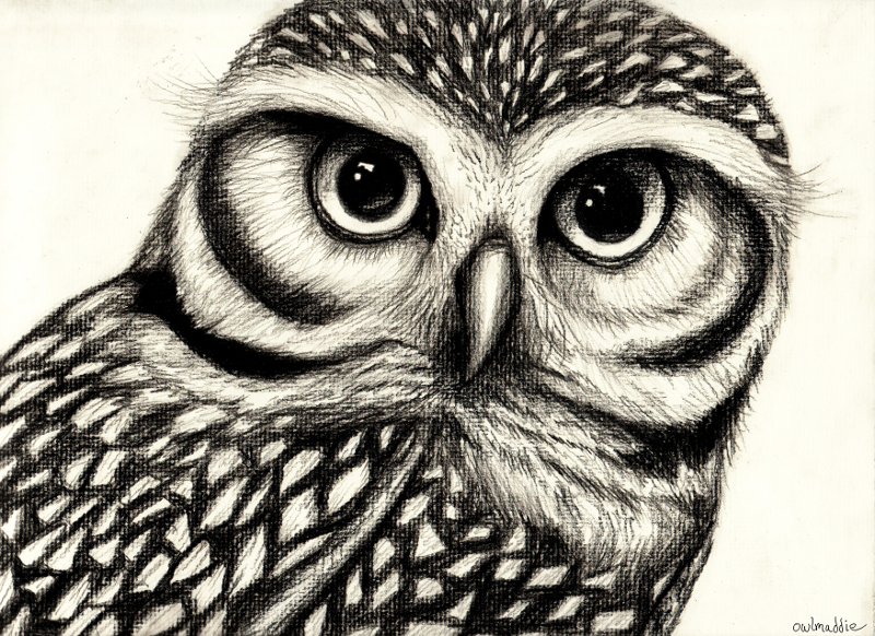Owl Face Drawing at GetDrawings Free download