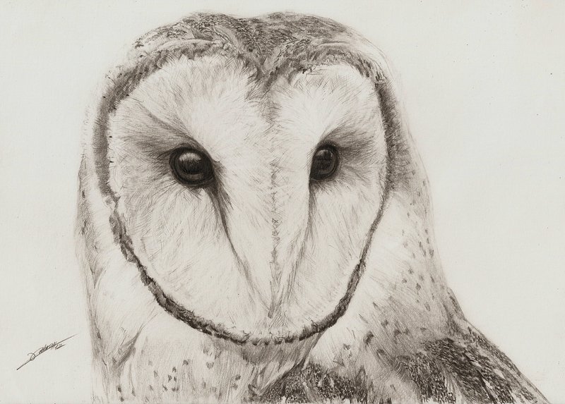 Owl Face Drawing at GetDrawings | Free download