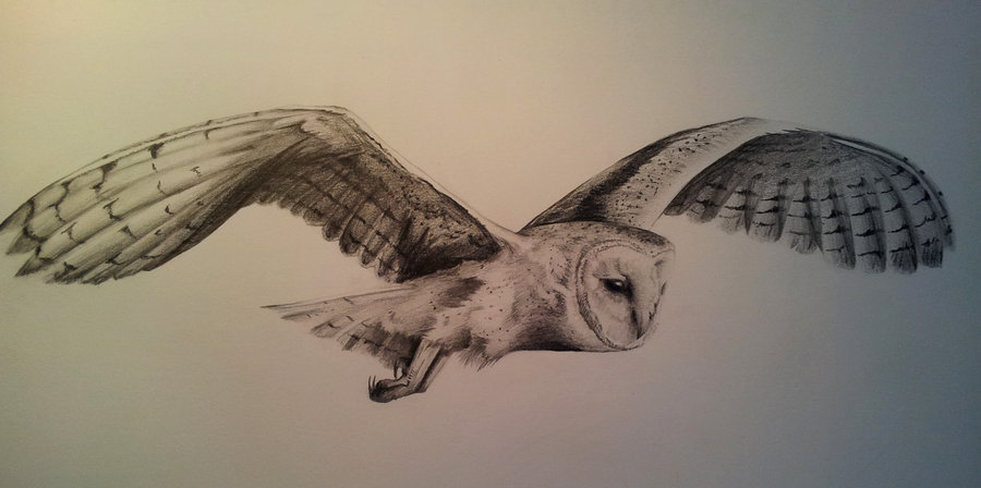 Owl Flying Drawing at GetDrawings | Free download