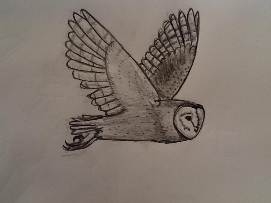 Owl Flying Drawing at GetDrawings | Free download