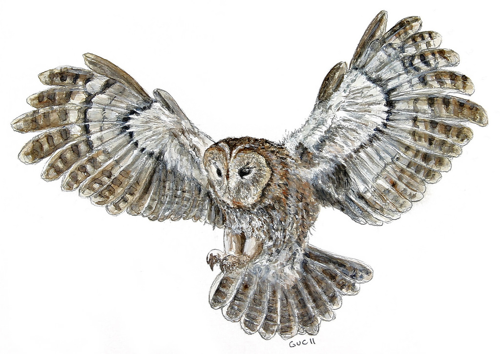 Owl Flying Drawing at GetDrawings Free download