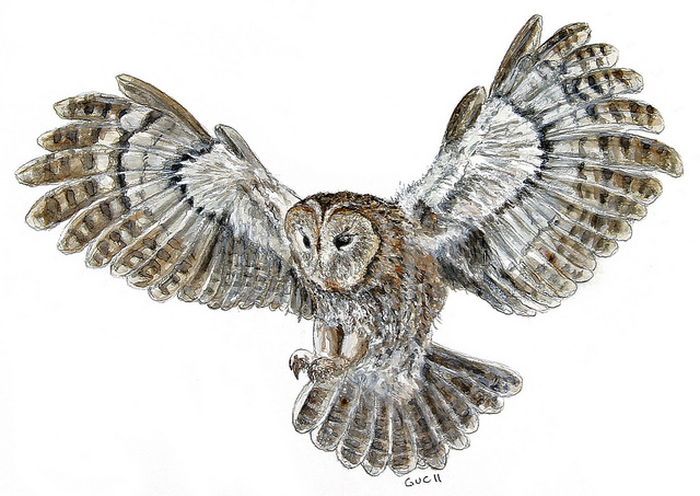 Owl In Flight Drawing at GetDrawings | Free download