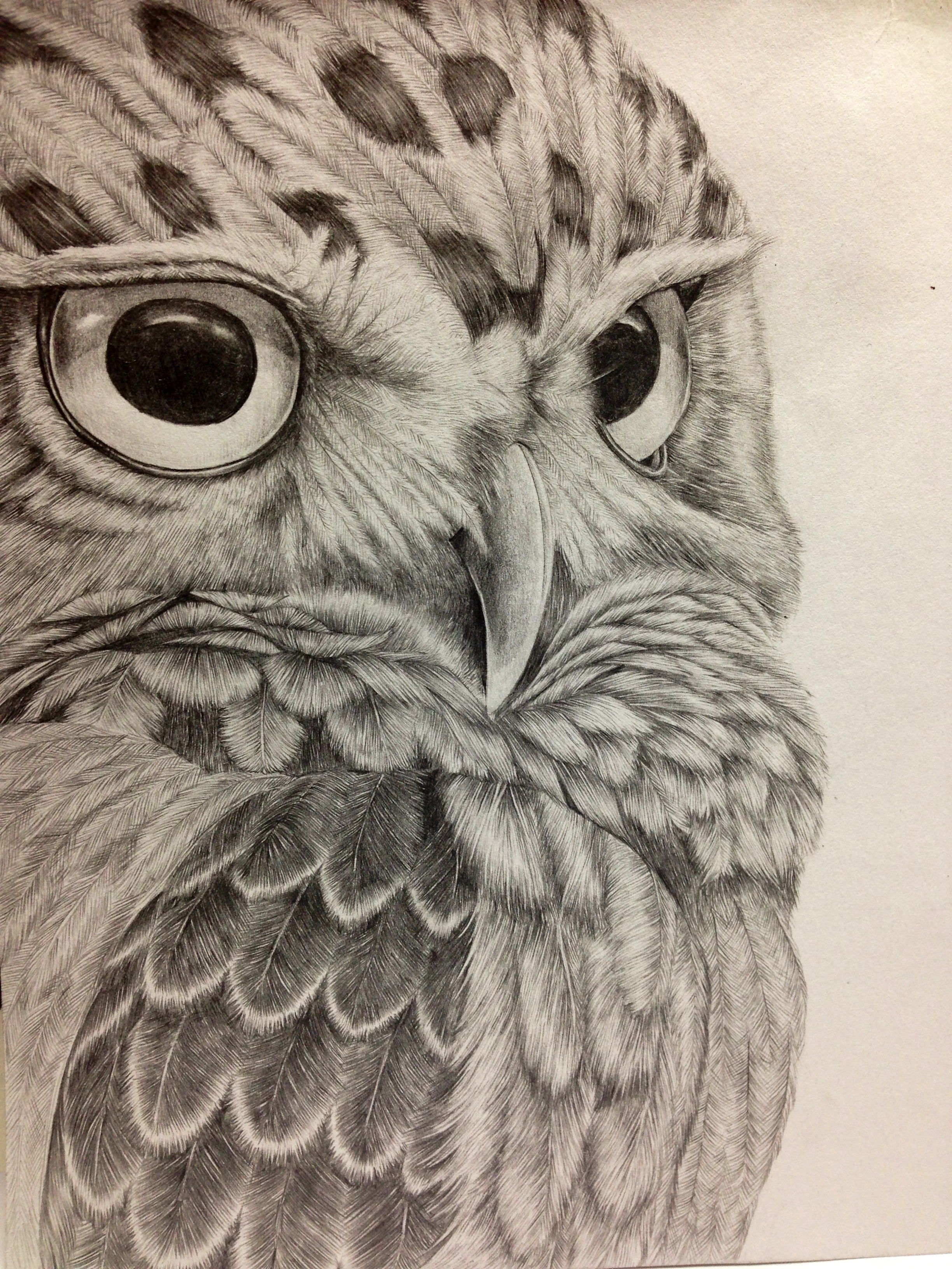 Owl Pencil Drawing at GetDrawings Free download
