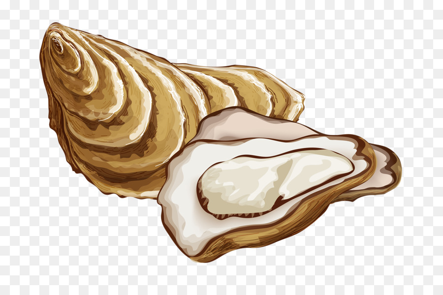 Oyster Drawing at GetDrawings | Free download