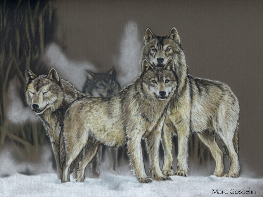 Pack Of Wolves Drawing at GetDrawings Free download