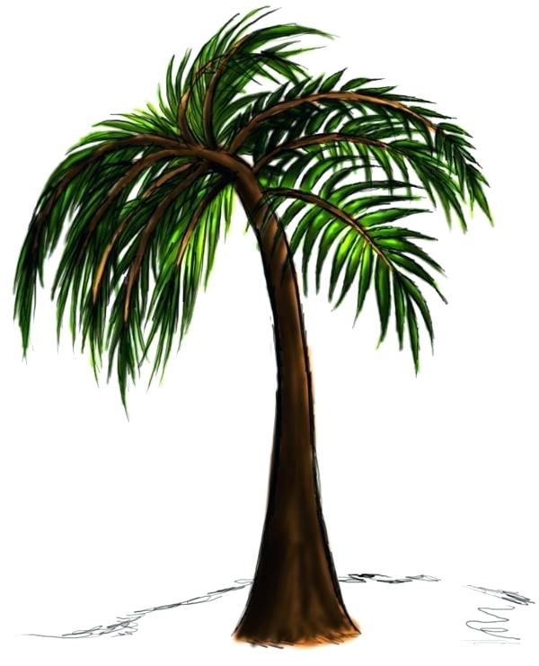 The best free Palm tree drawing images. Download from 20231 free