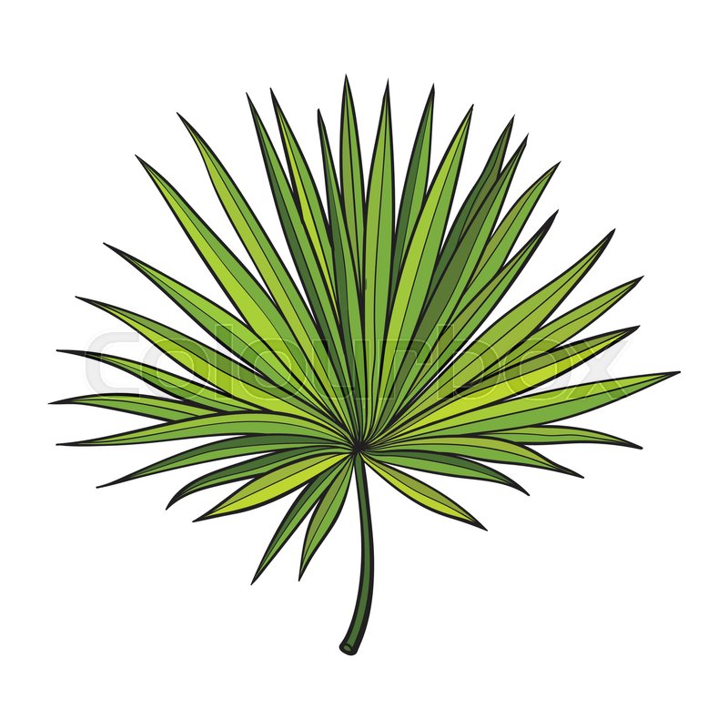  Template Palm Tree Leaf Drawing 