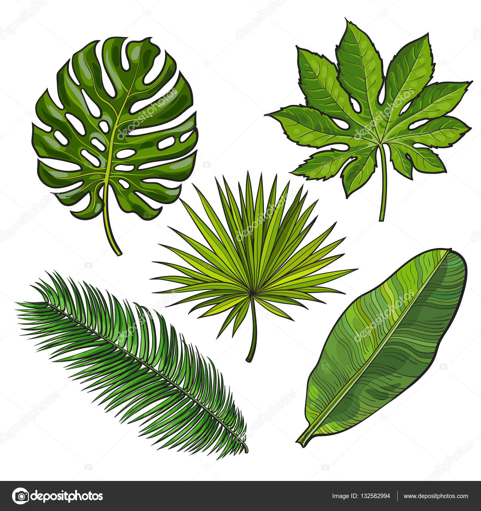 Palm Tree Leaves Drawing at GetDrawings Free download