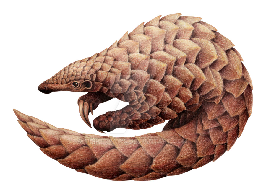 Pangolin Drawing at GetDrawings | Free download