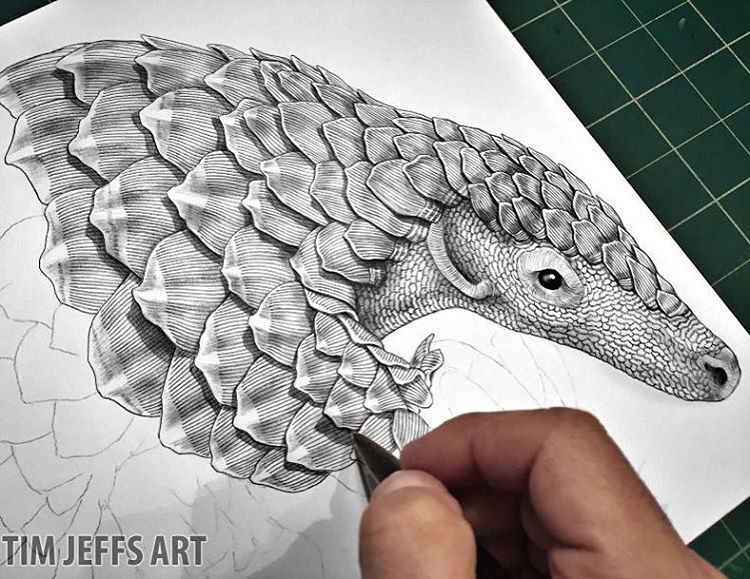 Pangolin Drawing at GetDrawings | Free download