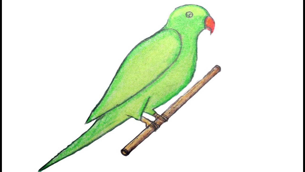 Parrot Drawing Images at GetDrawings Free download