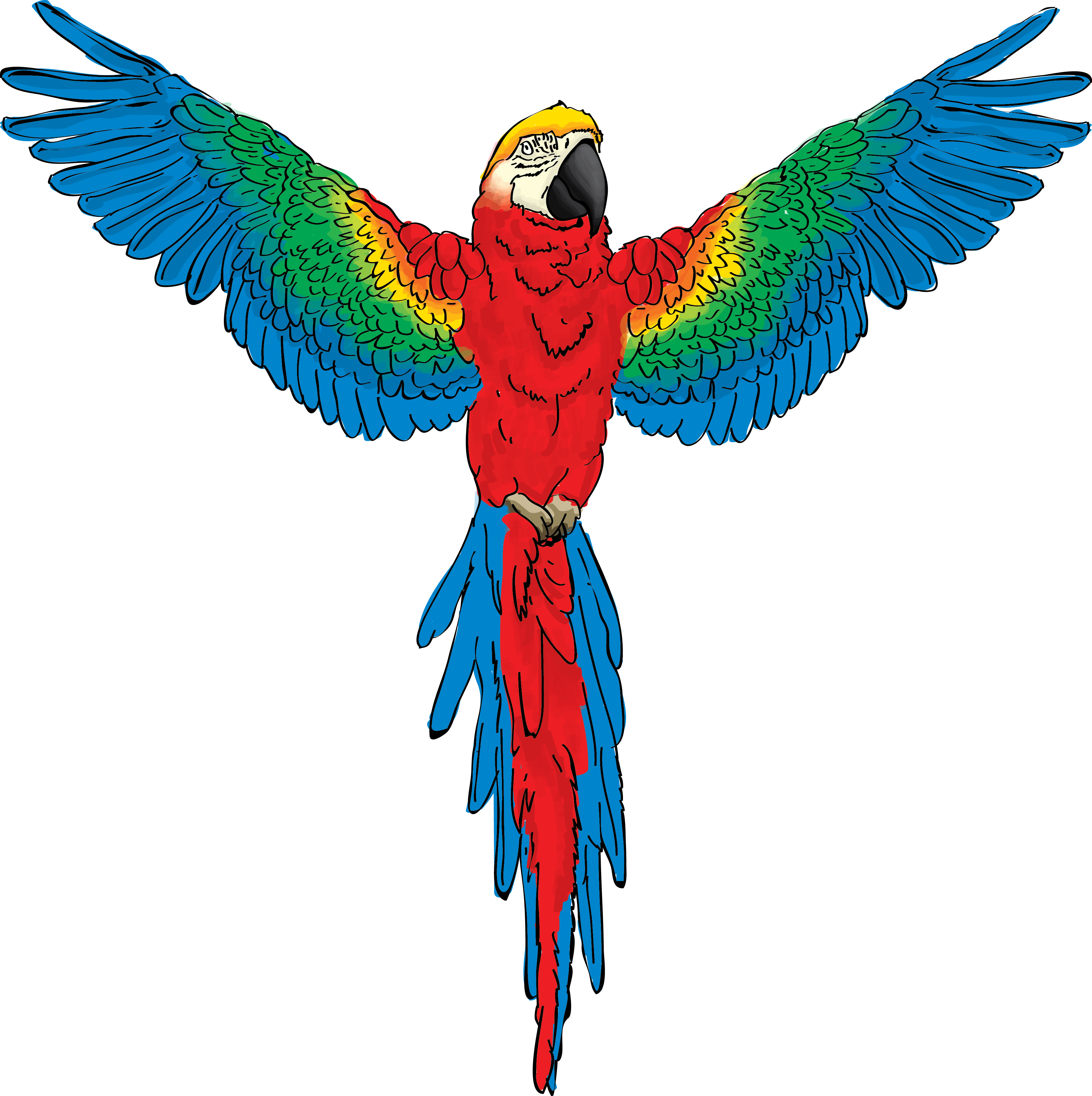 Parrot Flying Drawing at GetDrawings | Free download