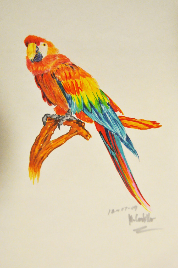 Parrot Pencil Art