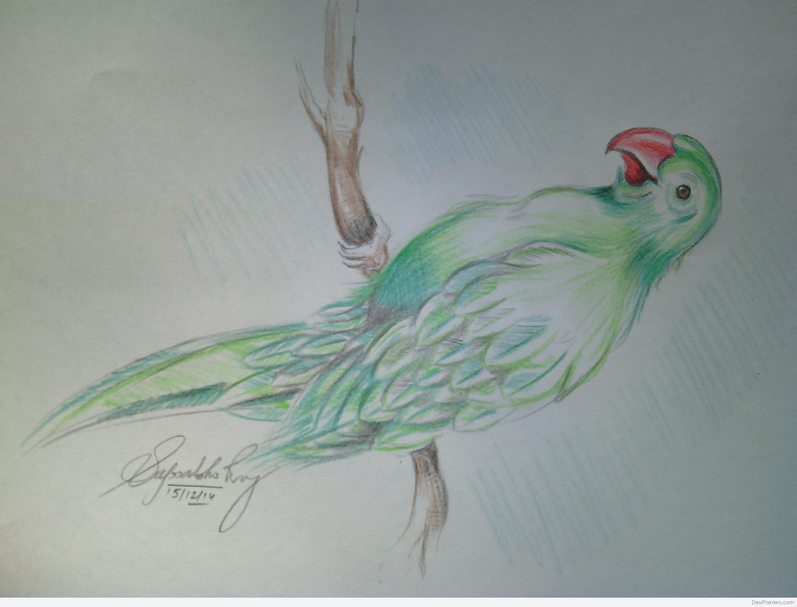 Parrot Pencil Drawing at GetDrawings Free download