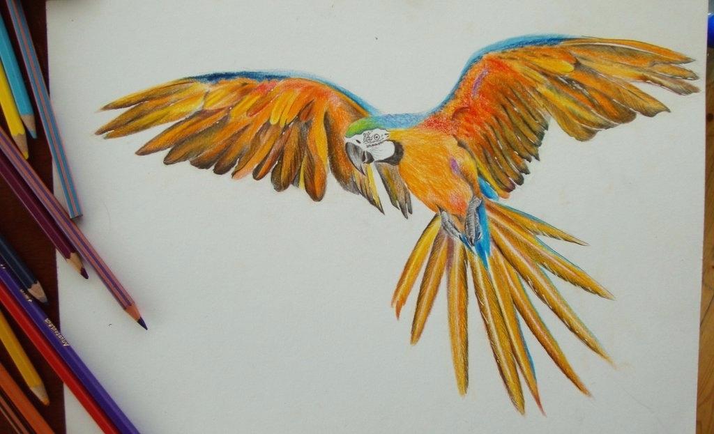 Cool Pencil Realistic Macaw Drawing | Armelle Jewellery