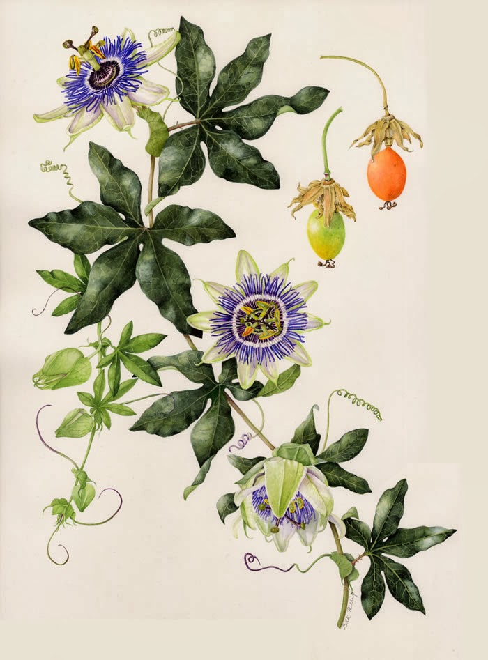 Passion Flower Drawing At Getdrawings Free Download