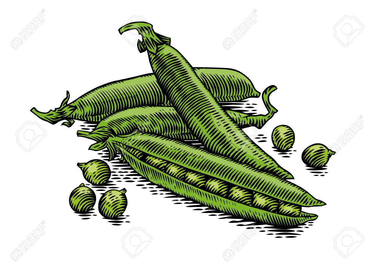 Pea Pod Drawing at GetDrawings Free download