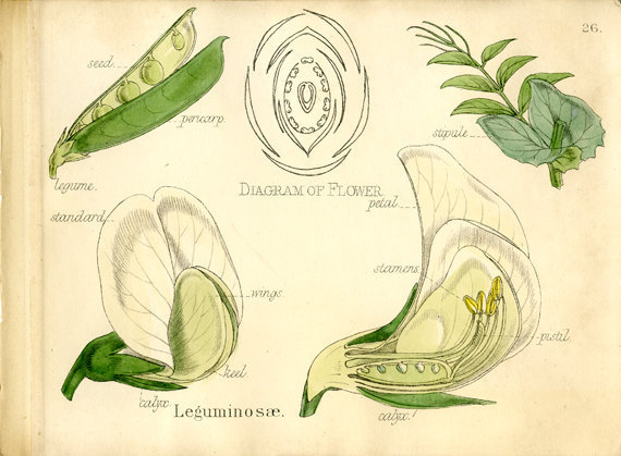 Строение цветка гороха рисунок