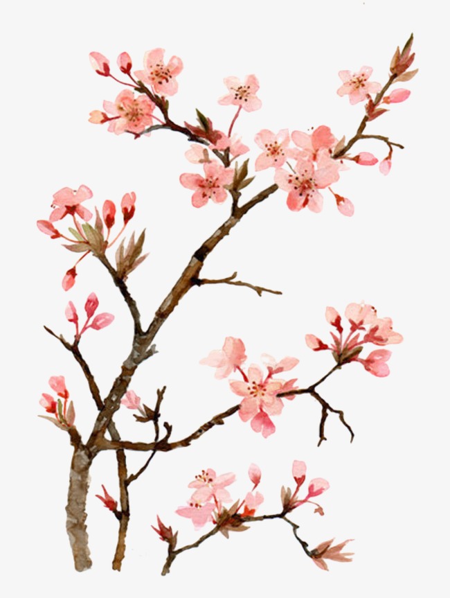 Peach Blossom Drawing at GetDrawings Free download