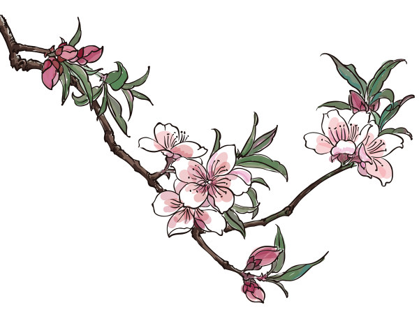 Peach Blossom Drawing At Getdrawings Free Download