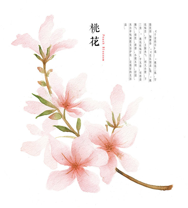 Peach Blossom Drawing at GetDrawings Free download