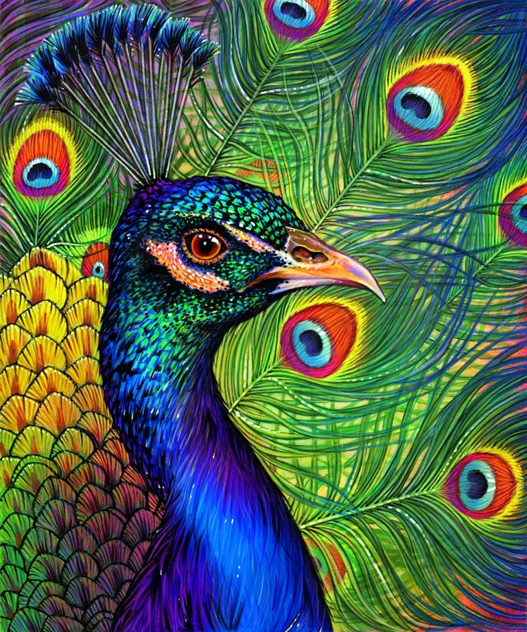 Peacock Drawing At GetDrawings Free Download