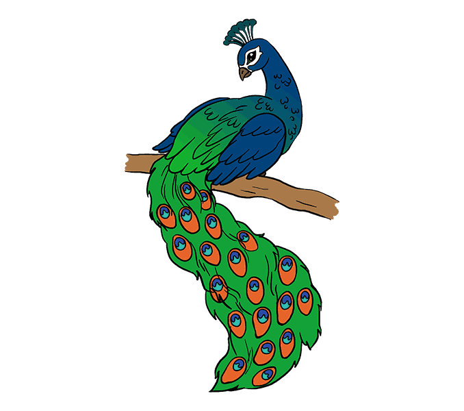 Peacock Drawing Easy at GetDrawings Free download