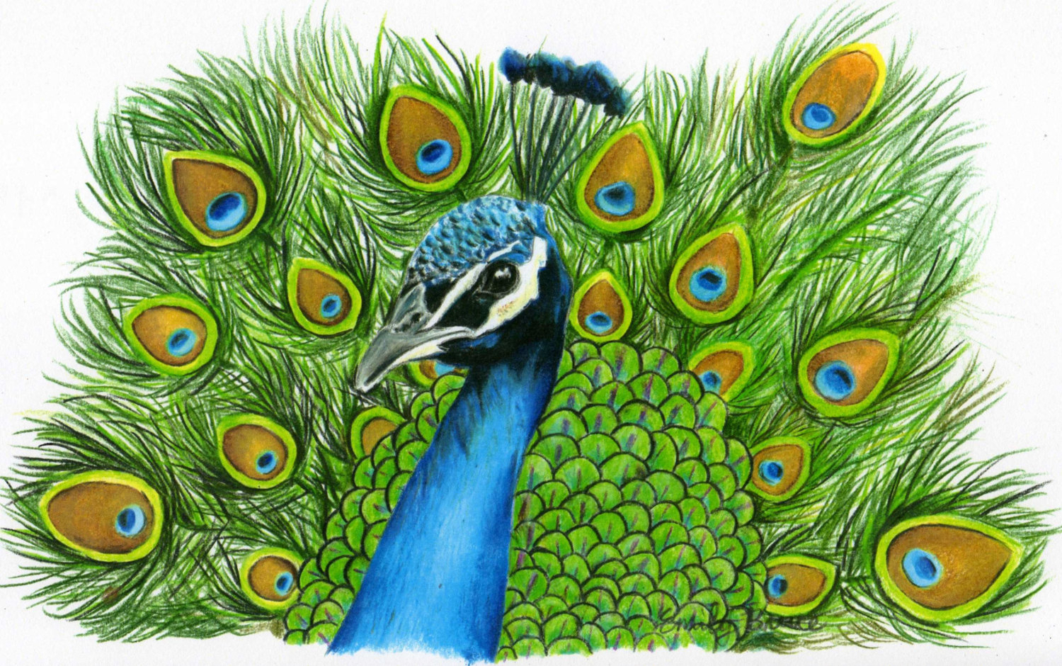 Peacock Images Drawing At Getdrawings Free Download