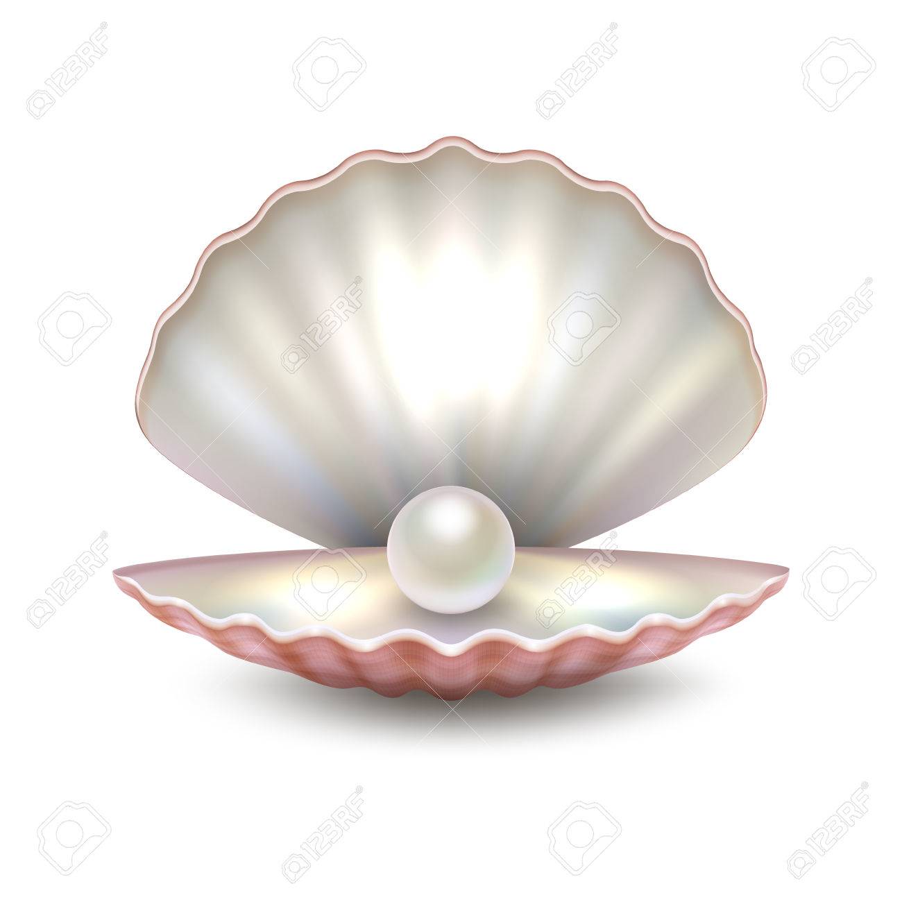 30+ Trends Ideas Realistic Seashell Shell Drawing | The Japingape