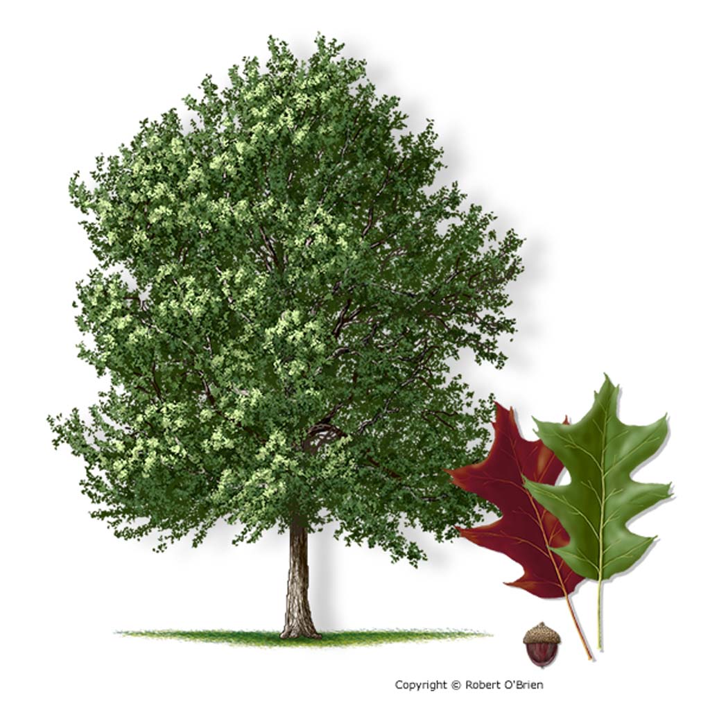 Pecan Tree Drawing at GetDrawings Free download