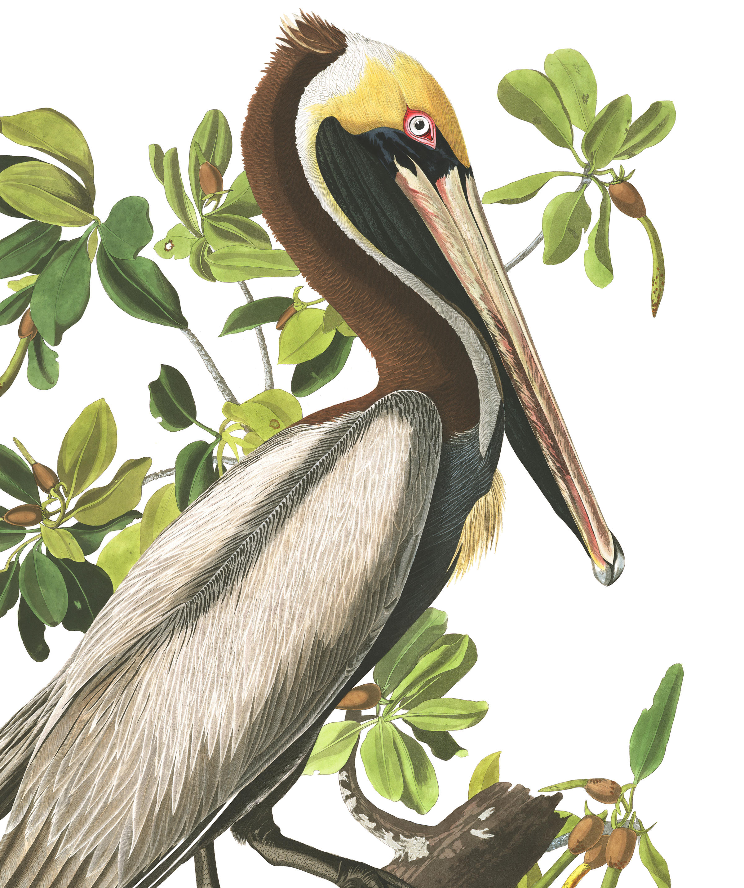 Pelican Drawing at GetDrawings Free download