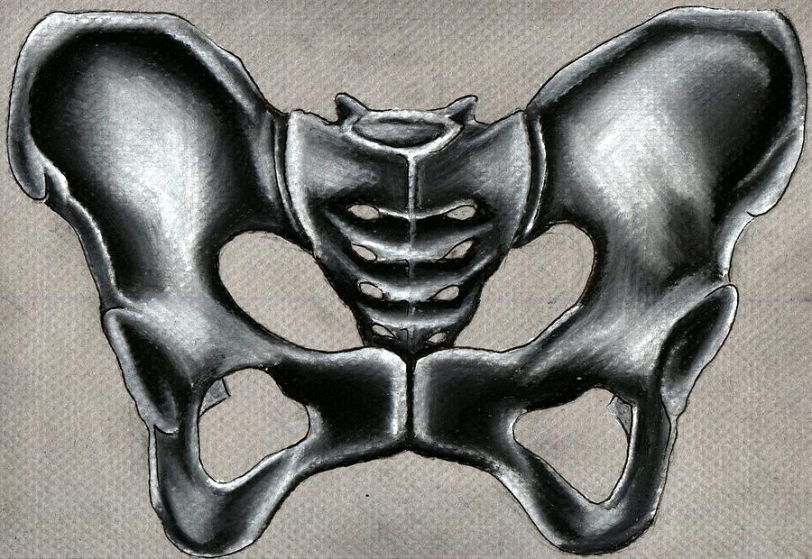 Pelvis Drawing at GetDrawings | Free download