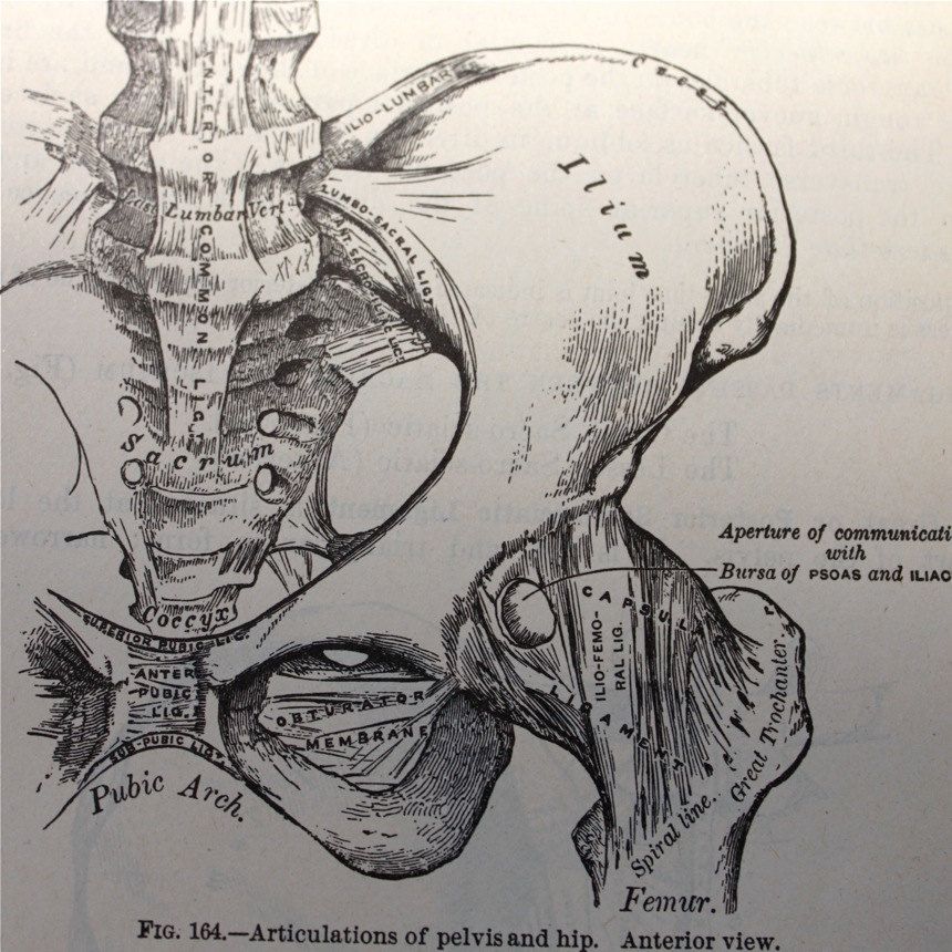 Pelvis Drawing at GetDrawings | Free download