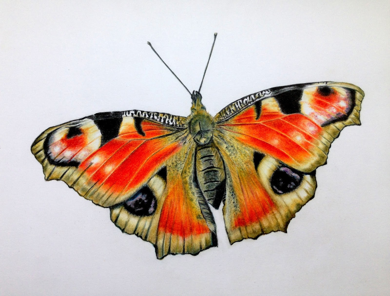 Pencil Drawing Of Butterfly at GetDrawings Free download