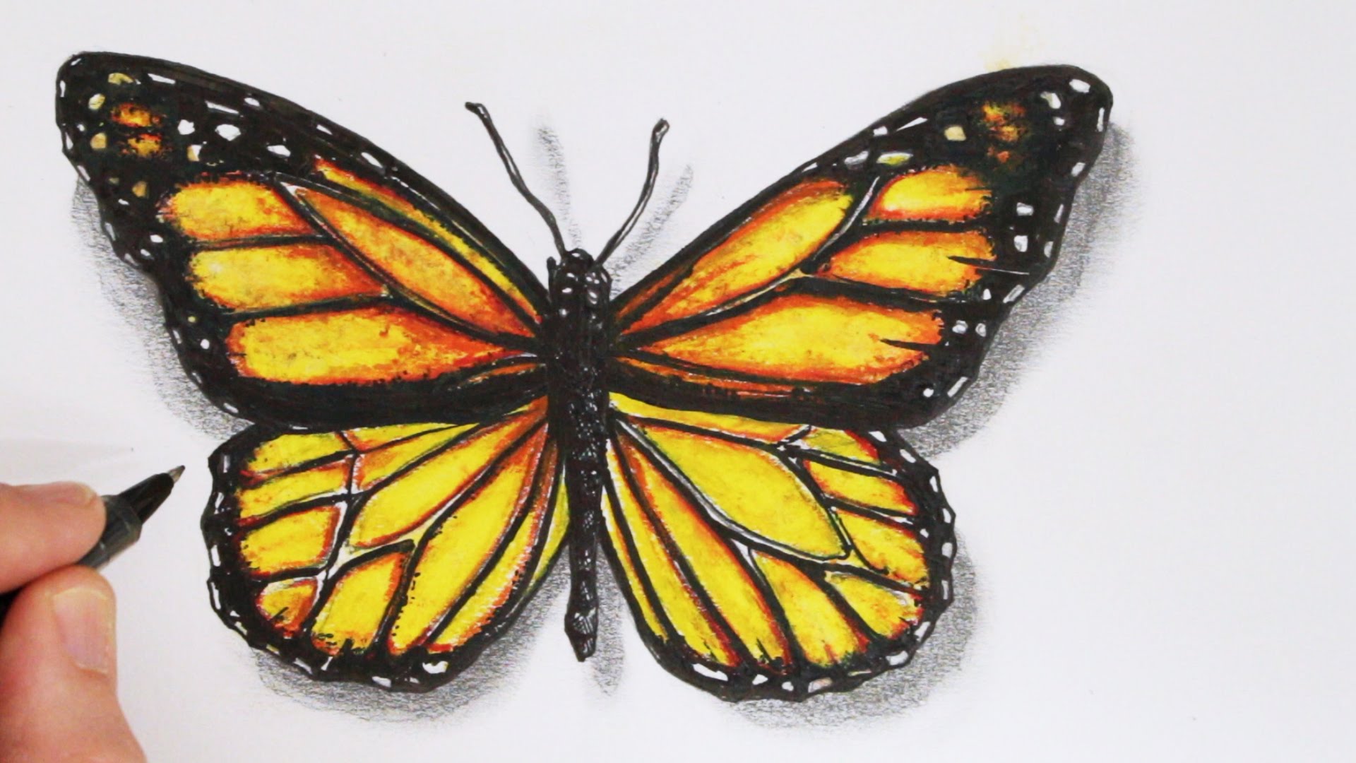 Pencil Drawing Of Butterfly at GetDrawings | Free download