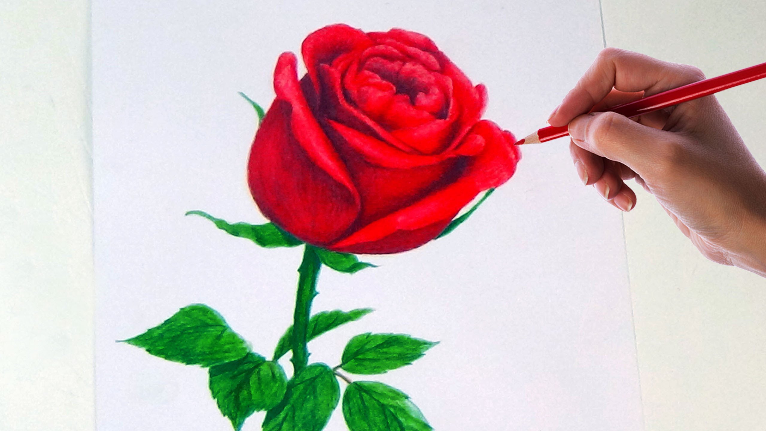 Cartoon How To Draw A Pencil Sketch Of A Rose for Kindergarten