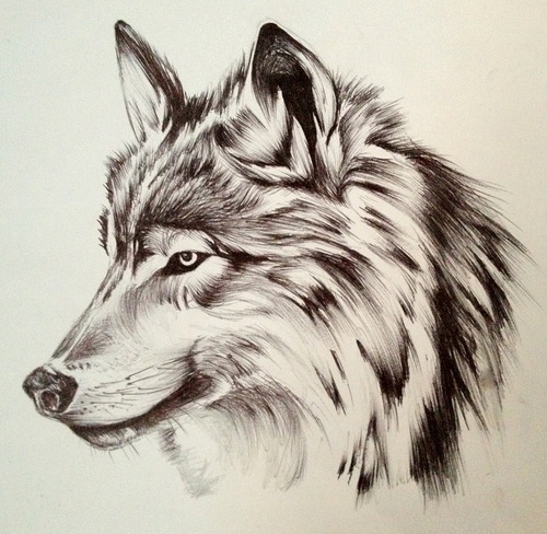 Pencil Drawing Of Wolf at GetDrawings | Free download