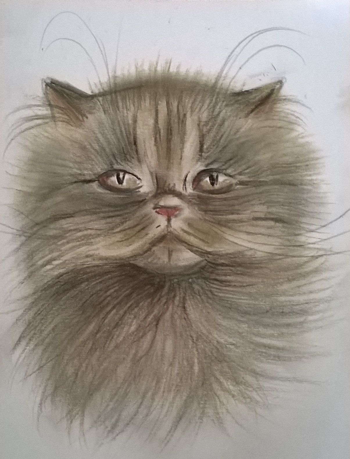Persian Cat Drawing at GetDrawings Free download