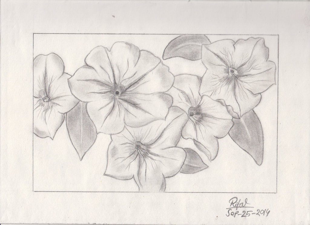 1024x745 Just Tried To Draw Petunia Flower ) By Iloverifat.