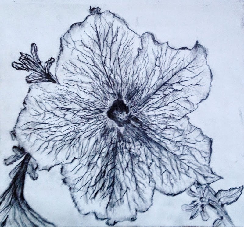 800x746 Portfolio Petunia Flower Drawing.