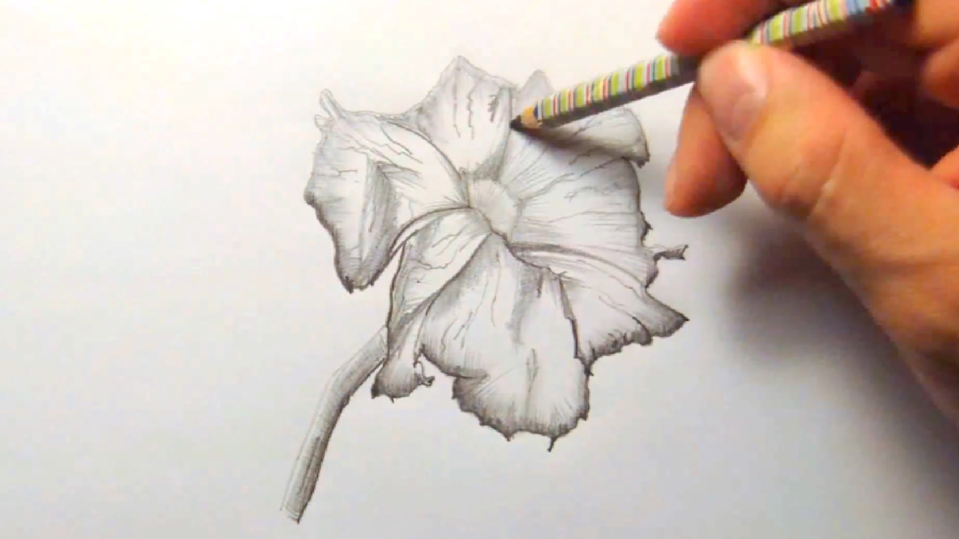Натюрморт с петунией рисунок простым карандашом
