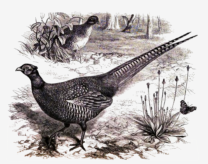 Pheasant Drawing at GetDrawings | Free download