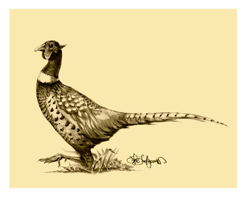 Pheasant Drawing at GetDrawings | Free download