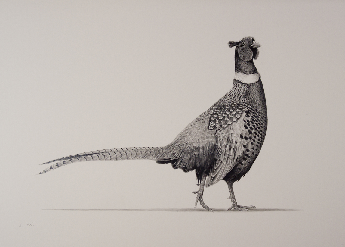 Pheasant Drawing at GetDrawings | Free download