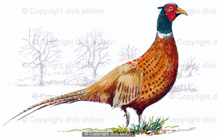 Pheasant Drawing At Getdrawings Free Download