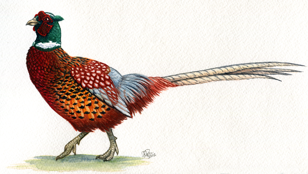 Pheasant Drawing at GetDrawings Free download