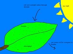 Photosynthesis Drawing at GetDrawings | Free download