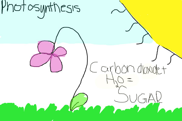 The best free Photosynthesis drawing images. Download from 56 free